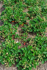 A fragment of a strawberry garden bed in the rays of sunlight close-up