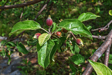 A sprig of an apple tree with young fruits in the rays of sunlight