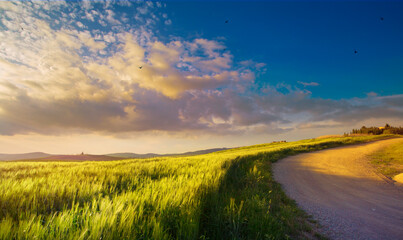 Fototapeta na wymiar Summer nature landscape. Dirt road through a green wheat field. Sunset over the field