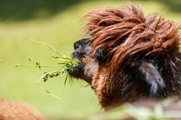 Naklejka na ściany i meble Closeup of an alpaca's face (Vicugna pacos) eating