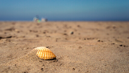 Close-up image of a cockle shell on the beach