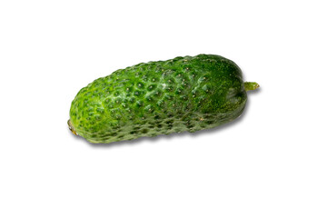 Cucumber of young crop with pimples on white background Isolate.