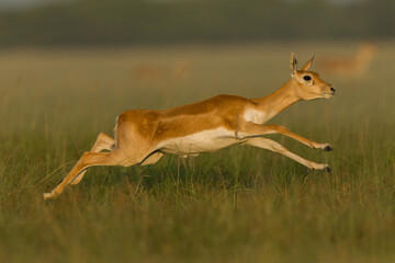 deer in the grass