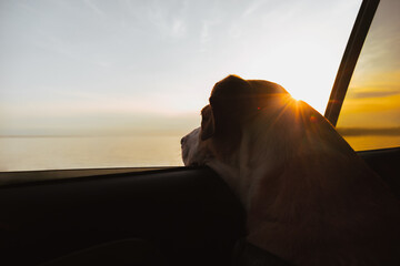 Dog enjoying sea view from the car window at sunset, travelling with pets, lo fi lens flare and...