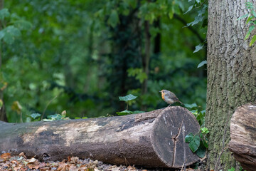 Rotkehlchen, Erithacus rubecula