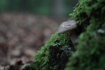 Pilz Seitling, Mushroom 