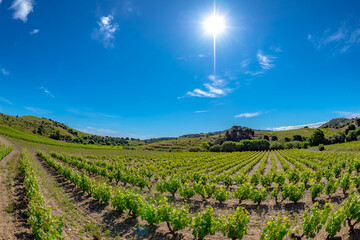 Fototapeta na wymiar Fields of vines in the vineyards of south France near the Mediterranean Sea