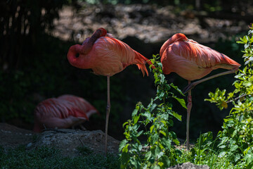 pink flamingo sleeping while head on back over his back