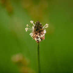 Flower of a hoary plantain (Plantago media)