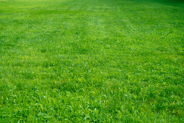 Obraz na płótnie Canvas The lawn in the park, covered with green bright grass.