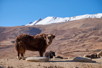 yak grazing in the mountains