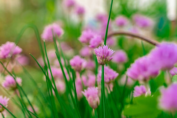 Purple clover flowers, green natural background