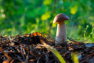 mushroom in a forest glade close-up under the light of sunlight with beautiful bokeh