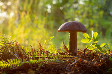 mushroom in a forest glade close-up under the light of sunlight with beautiful bokeh