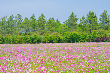 Early Summer scenery of Mulan grassland Scenic spot in Wuhan, Hubei Province, China