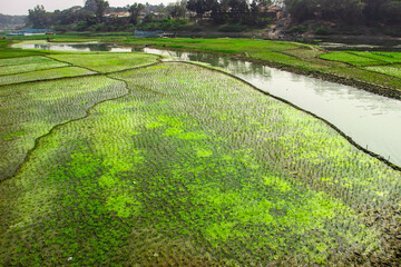 The agricultural green field beside the lake. This image captured on January 23, 2018, from Dhamraei Bangladesh, South Asia
