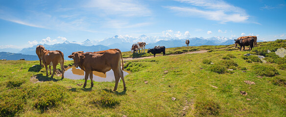cattle herd at alpine pasture Niederhorn mountain, idyllic swiss landscape bernese oberland. - obrazy, fototapety, plakaty