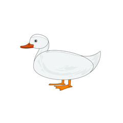 duck