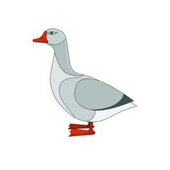 duck isolated on white background