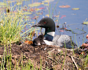 Common Loon Photo. Protecting and caring for her baby chick on the nest about couple of hours after hatching in their environment and wetland habitat. Loon Baby. ©  Aline