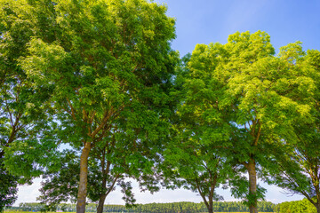 Green deciduous trees in a rural landscape in bright sunlight below a blue sky in springtime, Almere, Flevoland, The Netherlands, June 21, 2020 