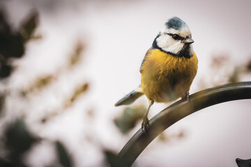 a bird