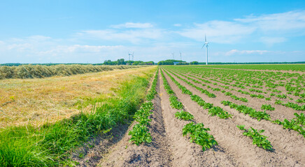 Vegetables in an agricultural field in bright sunlight below  a blue sky in springtime, Almere, Flevoland, Netherlands, June 10, 2021