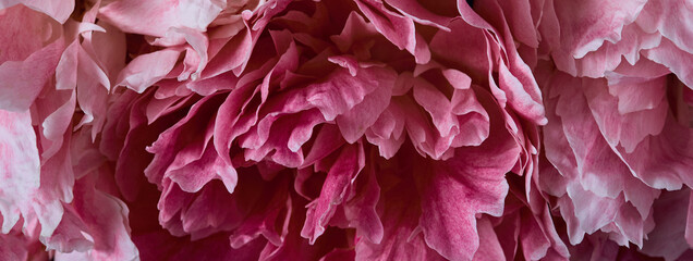 panoramic floral banner. pink peony petals close-up. flower texture in macro photo. moody floral, dark key