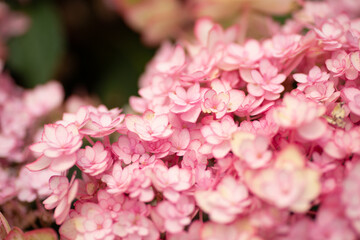 満開の紫陽花
