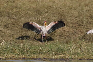 yellow-billed stork (mycteria ibis) standing with widely spread wings. 
