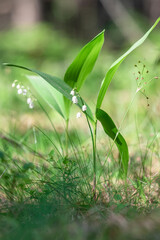 Lilies of the valley close up in the Karelian forest
