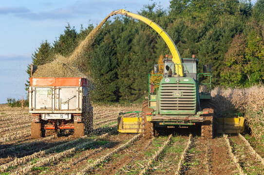 Ensilage d'un champ de ma&iuml;s. Entraide entre agriculteurs. Mise en commun de mat&eacute;riel agricole