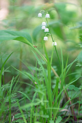 Lilies of the valley close up in the Karelian forest