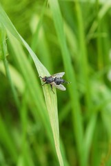 black fly on a grass