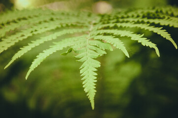 Fern leaf