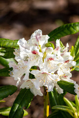 Białe kwiaty różanecznika  (Rhododendron L.) - obrazy, fototapety, plakaty