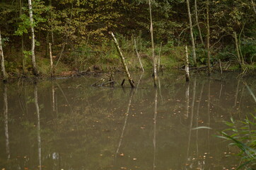 reflection in a pond of branches