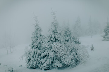 Choinki w górach pokrytem śniegiem