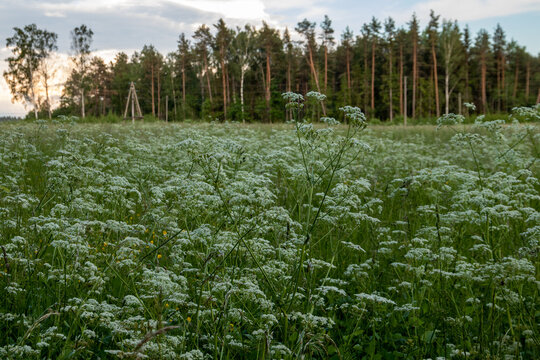 Blooming meadow of hemlocks in summer evening with forest in background in Latvia