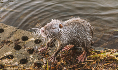 nutria coming out of the water - obrazy, fototapety, plakaty