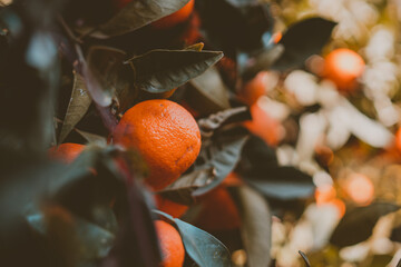 Kwitnący owoc mandarynki