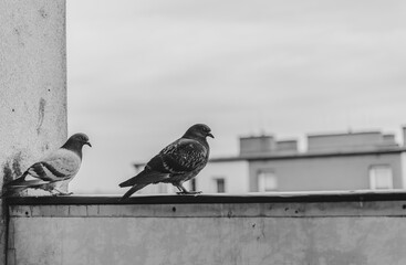 pigeons sitting on the balcony
