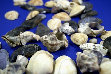 Seashells are scattered on a blue background