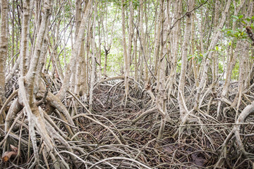 The mangrove forest and swamp with refection in the sea and blue sky, Greenery Nature and Save Earth background concept