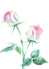 Watercolor white rose with pink fnd light green petals isolated on a white background