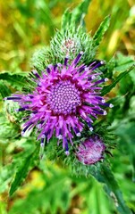 Obraz premium flower of a flower