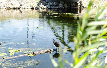 bird in the pond
