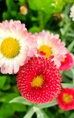 pink gerber daisy