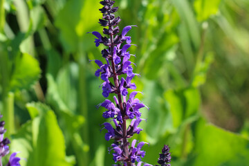 Close-up (macro photography) of a sage flower (lat. Salvia divinorum) with selective focus on natural blurred green background