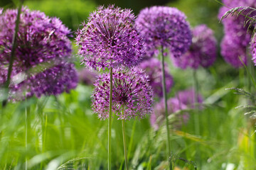 Field of purple ornamental onions (Rocambole) with selective focus in a city park
